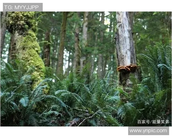 足球球星与大自然亲密接触 球场之外的绿意生活